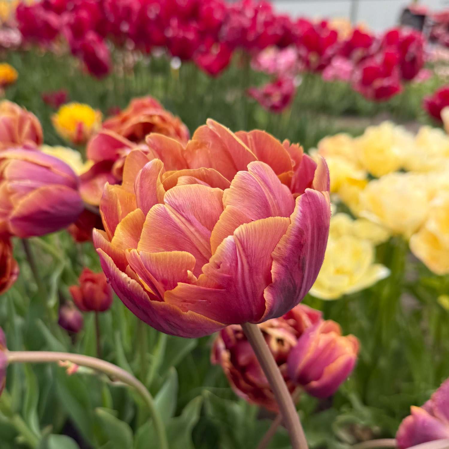 Tulpe 'Brazil'